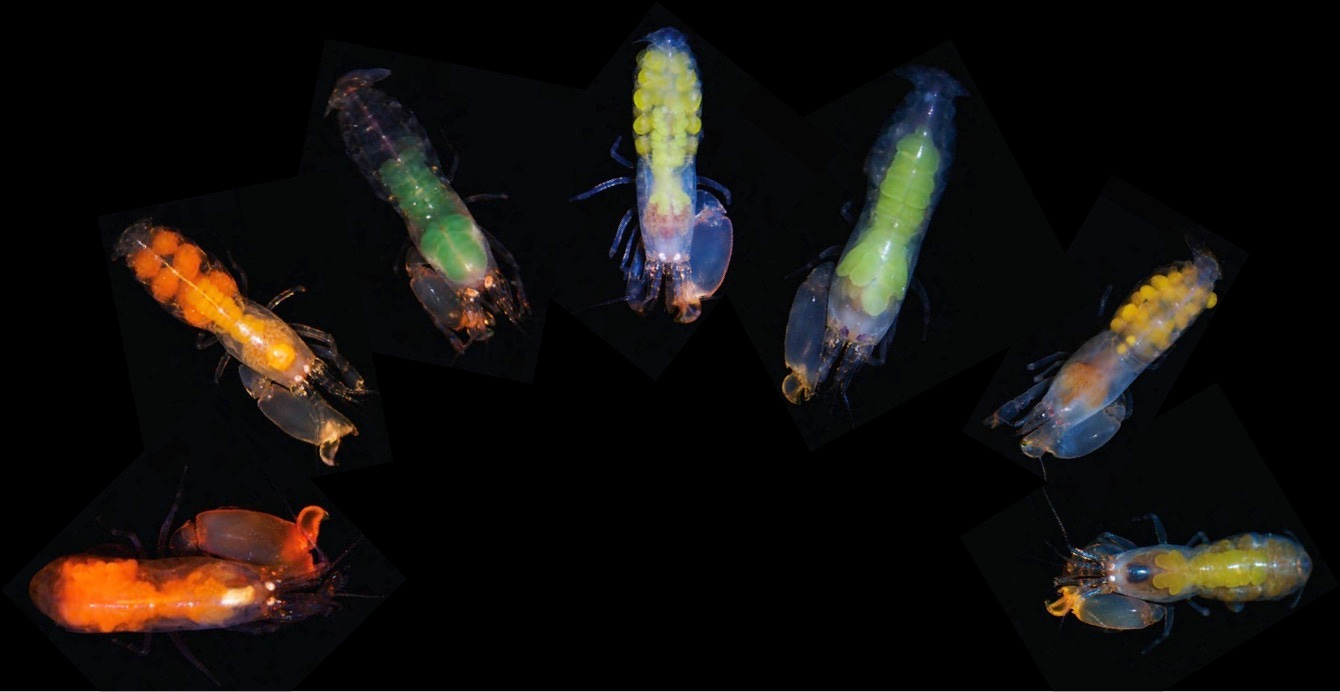 Evolutionary transitions towards eusociality in snapping shrimps